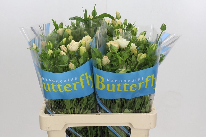 <h4>RANUNCULUS  'BUTTERFLY MELISSA'</h4>