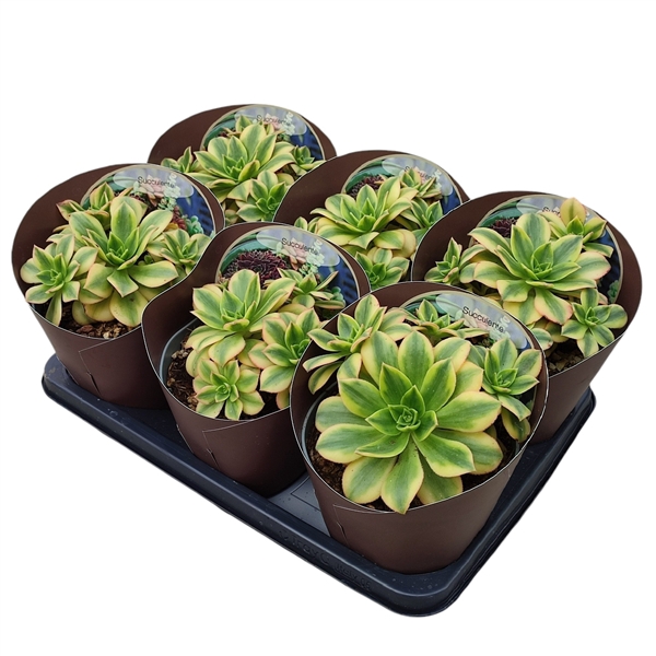 <h4>AEONIUM DECORUM TRICOLOR 'FLORESENS' - POT Ø 14 WITH POTCOVER (SUCCULENTEN)</h4>