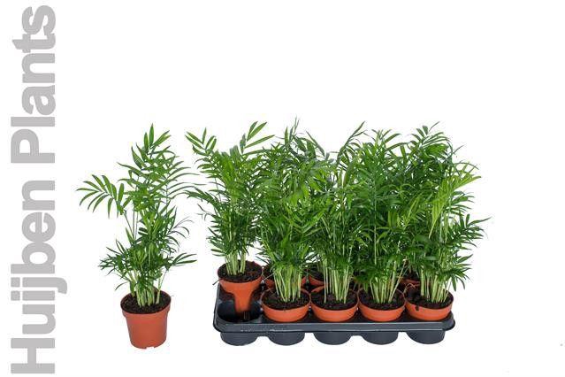 <h4>Chamaedorea pot 12 cm</h4>