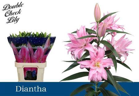 <h4>Li Or Du Diantha 5+</h4>