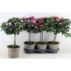 Rhodo Stam 19cm Pot 55cm