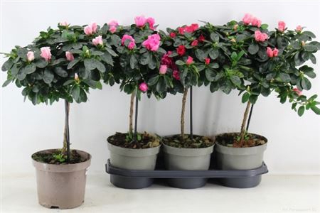 Rhodo Stam 19cm Pot 55cm