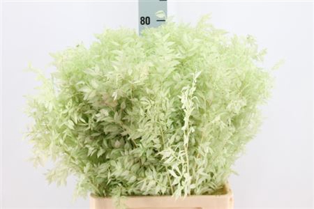 <h4>Ruscus Bleached Mint Groen</h4>