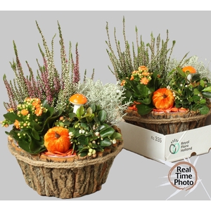 ARR TUINPLANTEN
