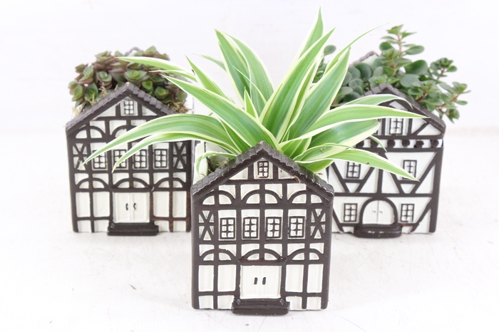 <h4>arr3 SN - Ker. swiss house kl. x12</h4>