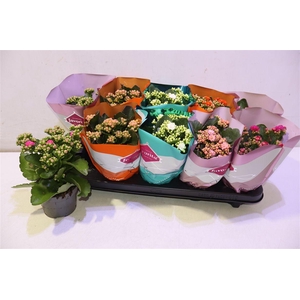arr8 Kalanchoe Double Deluxe Mix