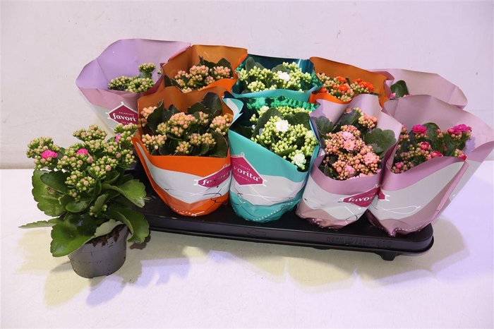<h4>arr8 Kalanchoe Double Deluxe Mix</h4>
