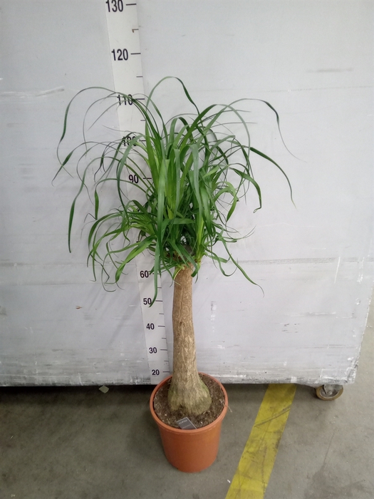 <h4>Beaucarnea recurvata</h4>