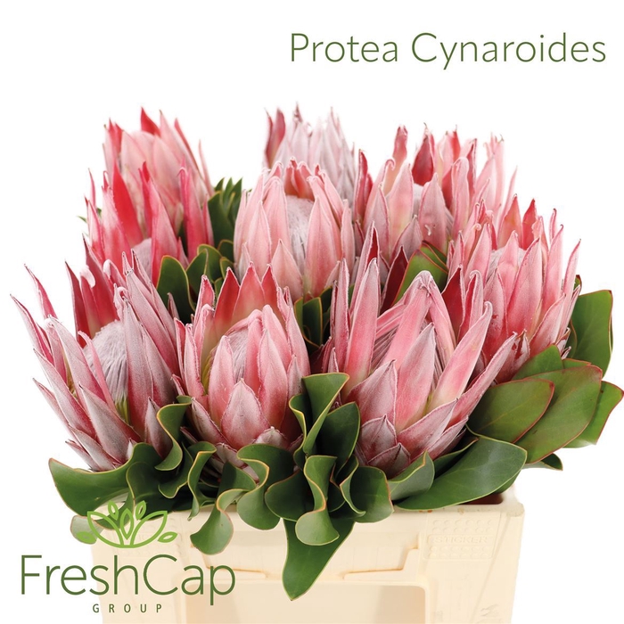 <h4>Protea cynaroides</h4>