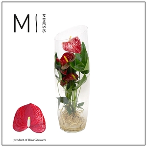 Mimesis Anthurium KARMA Red - Aqua di Karma Sky 50cm