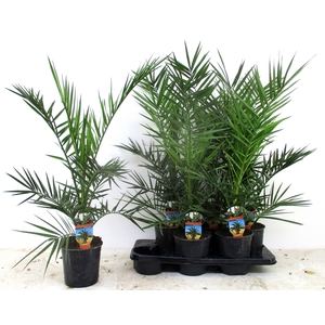 PHOENIX CANARIENSIS
