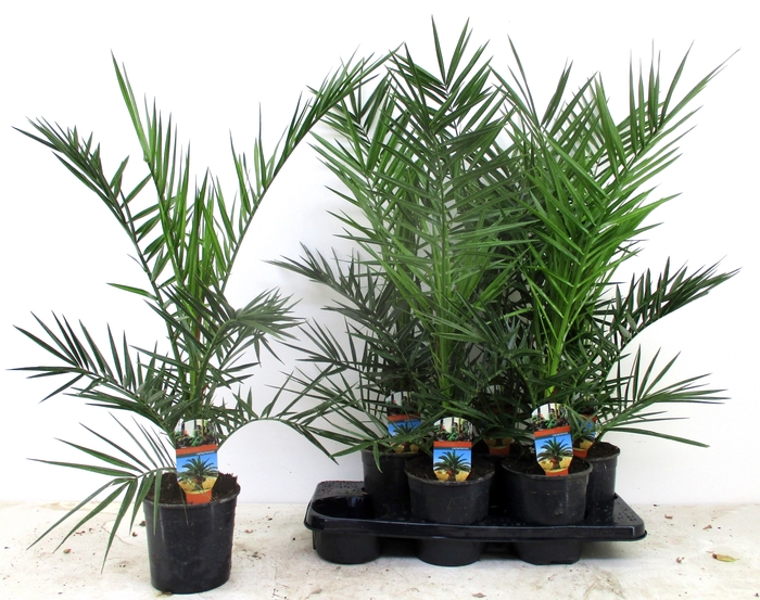 <h4>PHOENIX CANARIENSIS</h4>