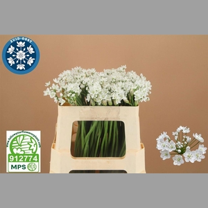 ALLIUM FLOCON