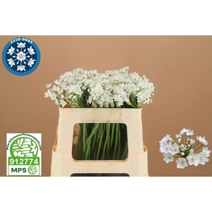 ALLIUM FLOCON