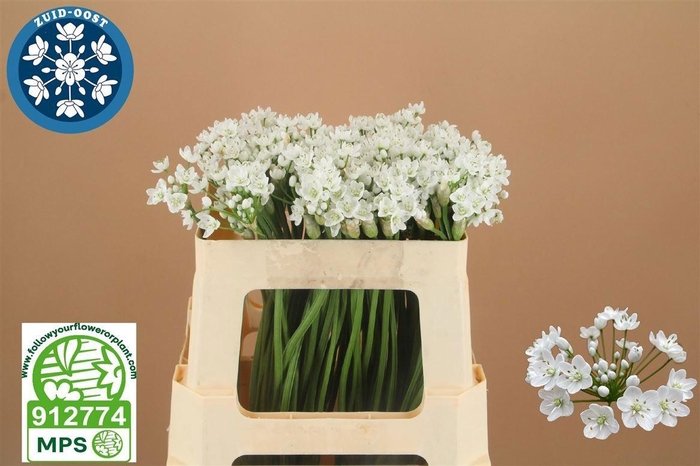 <h4>ALLIUM FLOCON</h4>