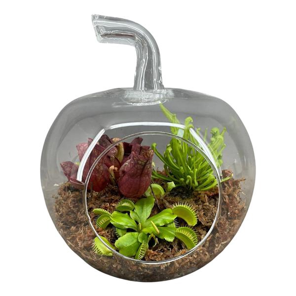 <h4>Terrarium in appel glas</h4>