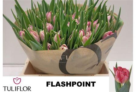 <h4>Tu Du Flash Point</h4>