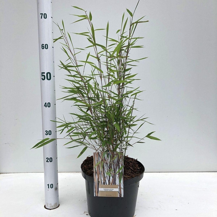 <h4>Fargesia nitida</h4>