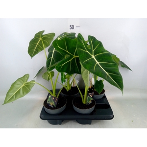Alocasia   ...