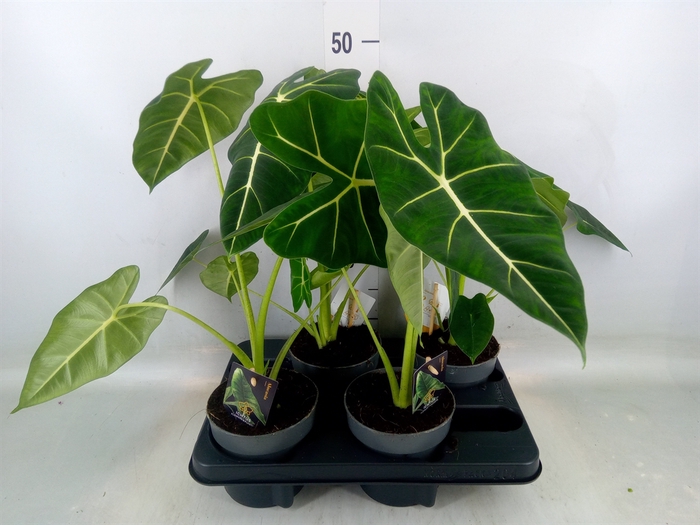 <h4>Alocasia   ...</h4>