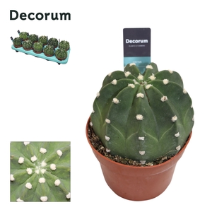 Echinopsis Subdenudata Decorum+Steker