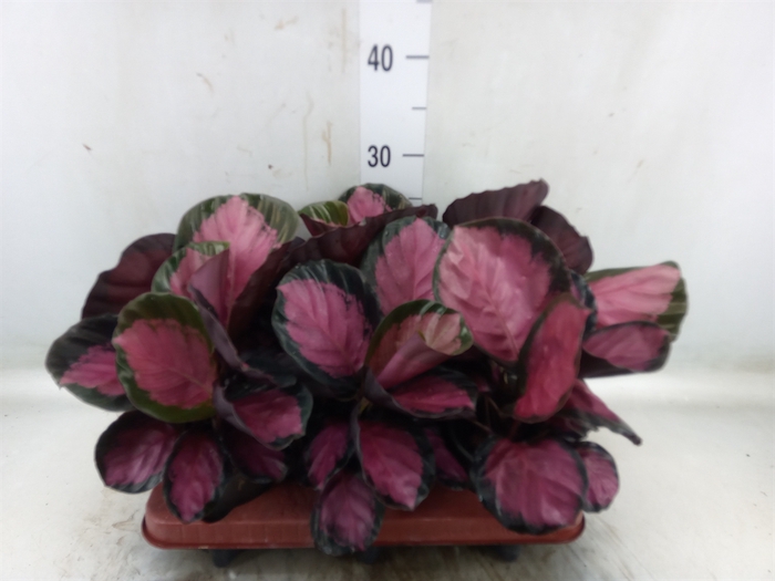 <h4>Calathea roseopicta 'Crimson'</h4>