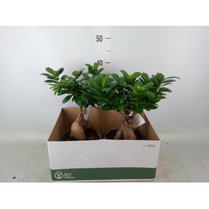 Ficus microcarpa 'Ginseng'