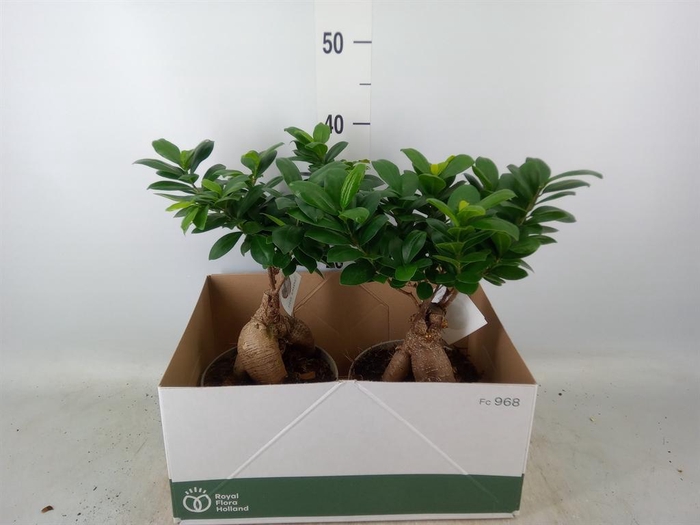 <h4>Ficus microcarpa 'Ginseng'</h4>