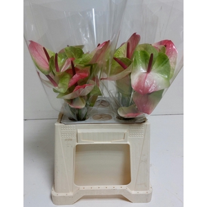 ANTH A ZAFIRA 40 Water 11 cm