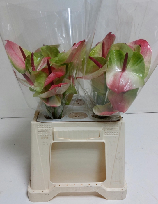 <h4>Anthurium Zafira</h4>