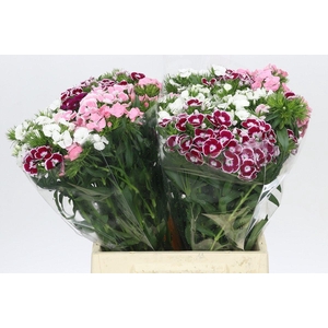 Dianthus Br Rainbow Mix