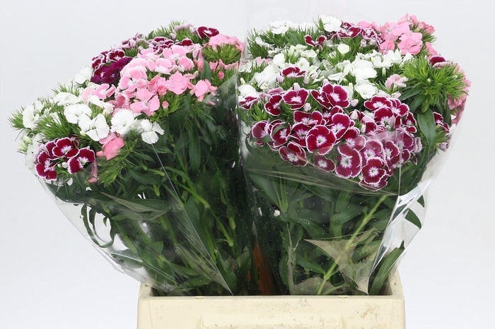 <h4>Dianthus Br Rainbow Mix</h4>