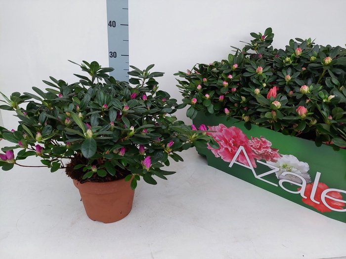 <h4>RHODO SI GEM</h4>