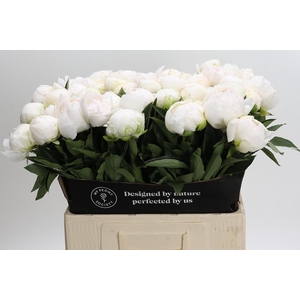 Paeonia Madame Claude Tain