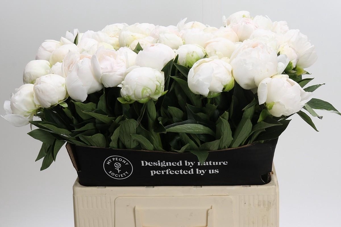 <h4>Paeonia Madame Claude Tain</h4>