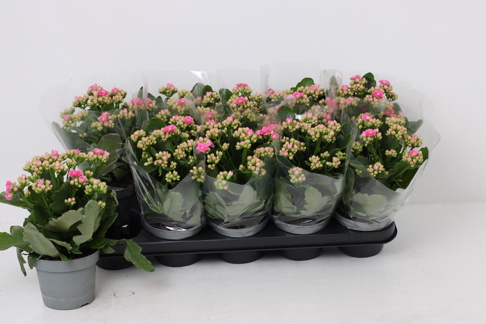 <h4>KAL GE AFRICAN JUNE</h4>