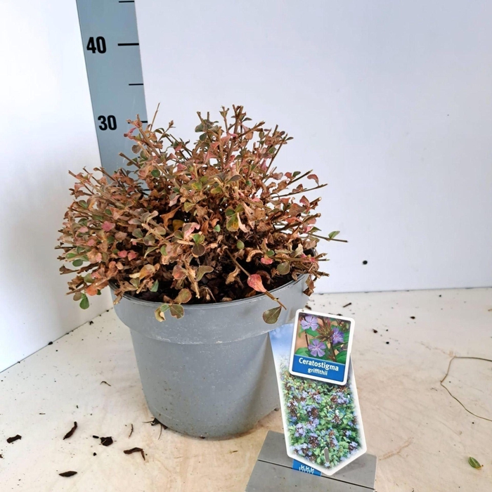 <h4>Ceratostigma griffithii</h4>