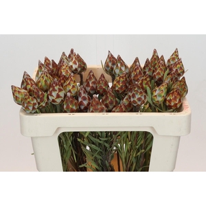 Kaaps Groen Plumosum Rubrum