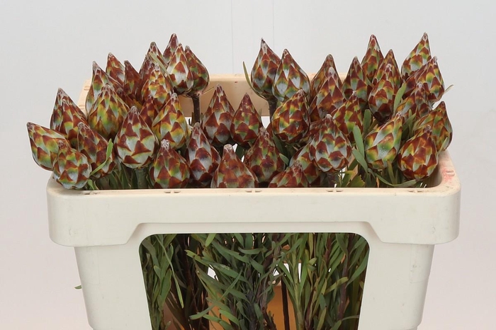 <h4>Kaaps Groen Plumosum Rubrum</h4>