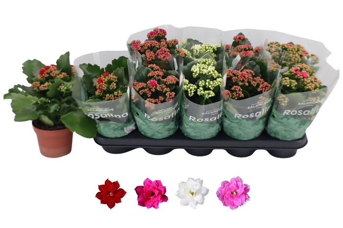 <h4>KAL GE RO GEM 4 KL</h4>