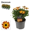 Osteospermum oranje Flare, beperkt leverbaar