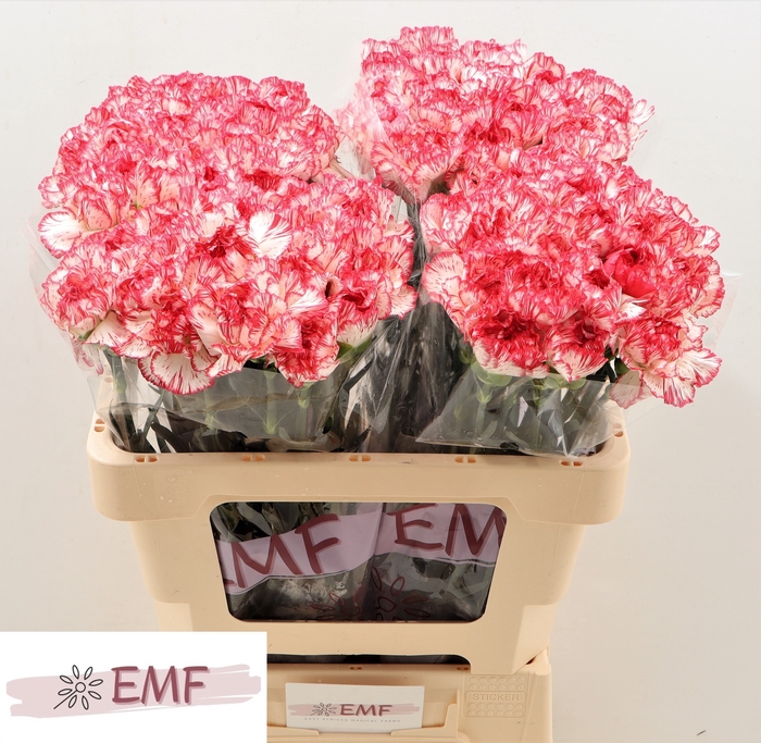 <h4>DI ST CORALIE</h4>