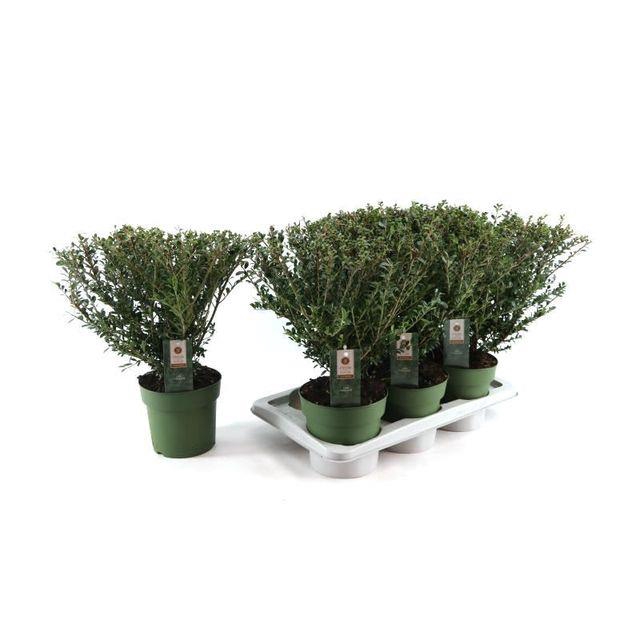 ILEX CRENATA