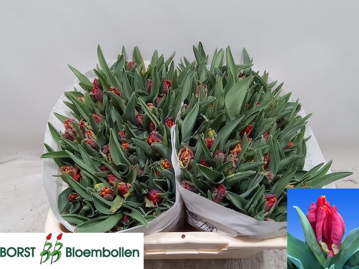 <h4>TU PA ABRACADABRA</h4>