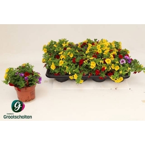 CALIB CA MM TROPICAN