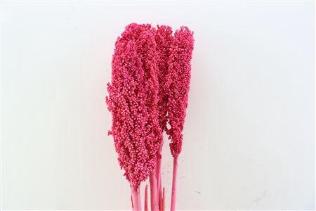 <h4>Dried Sorghum 6pc Cerise Bunch</h4>