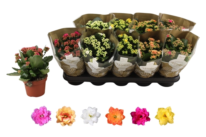 <h4>KAL GE RO GEM 6 KL</h4>