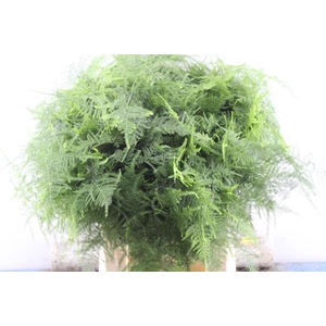 Asparagus 1e Veren L 45