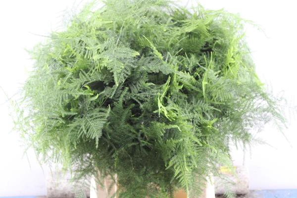 <h4>Asparagus 1e Veren L 45</h4>