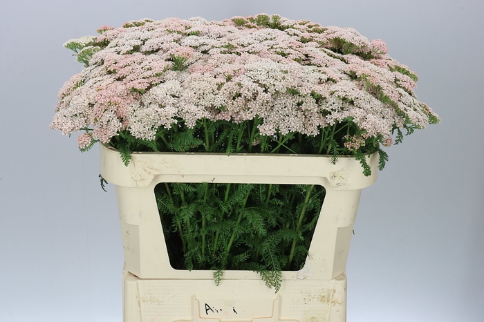 <h4>Achillea Anita Champagne</h4>